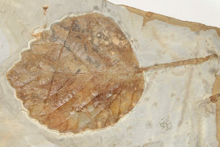 Fossil Leaf (Davidia) - Montana #203348